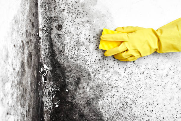 Mold Removal and Inspection in Verona, KY