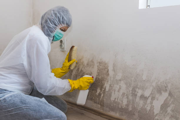 Best Professional Mold Removal  in Verona, KY