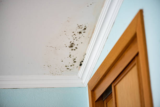 Best Mold Damage Repair  in Verona, KY
