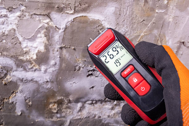 Trusted Verona, KY Mold Removal Experts
