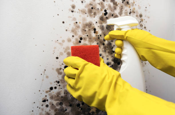 Best Attic Mold Removal  in Verona, KY