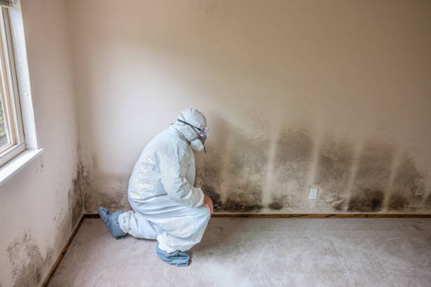 Best Mold Testing  in Verona, KY