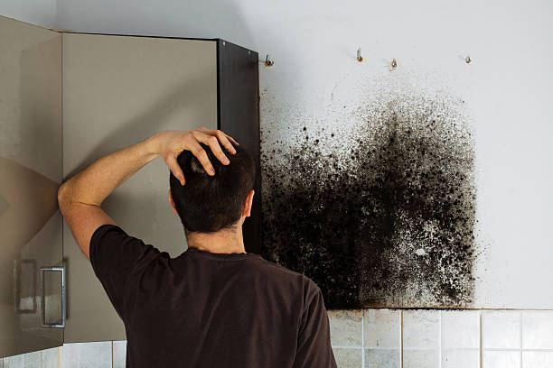Best Mold Removal Specialists  in Verona, KY