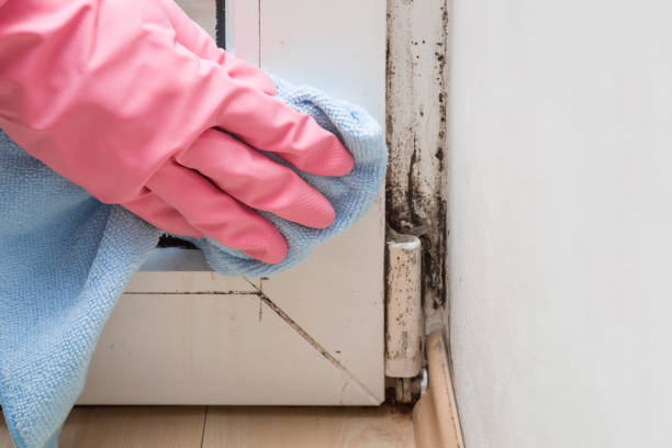 Best Black Mold Removal  in Verona, KY